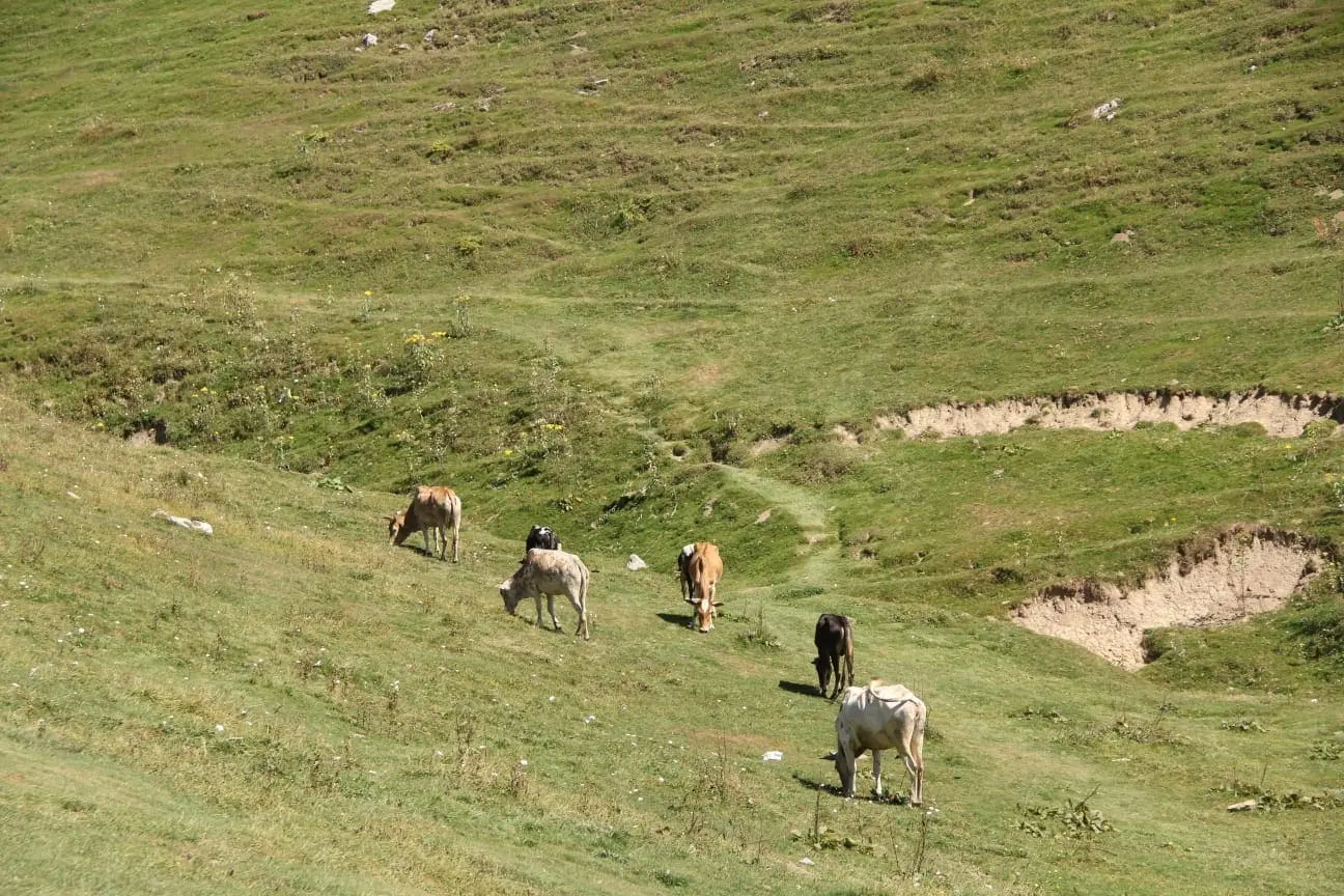 mushkpuri top