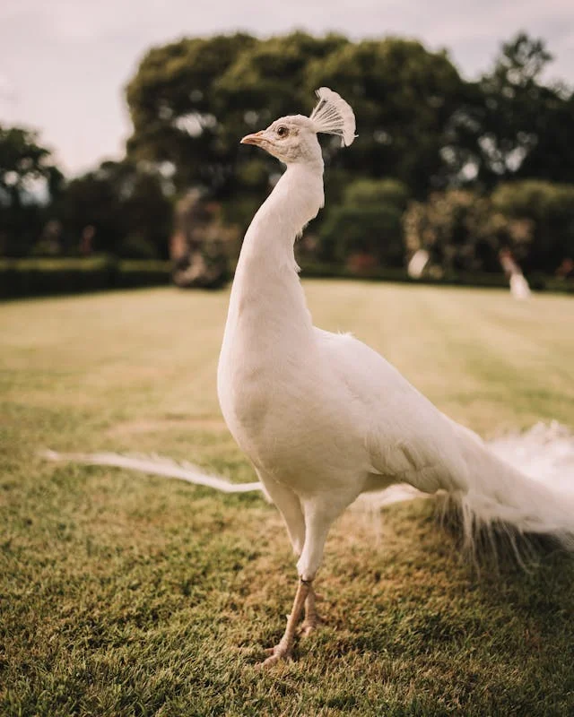 PEACOCK BRID