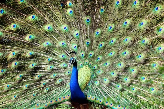 PEACOCK BRID