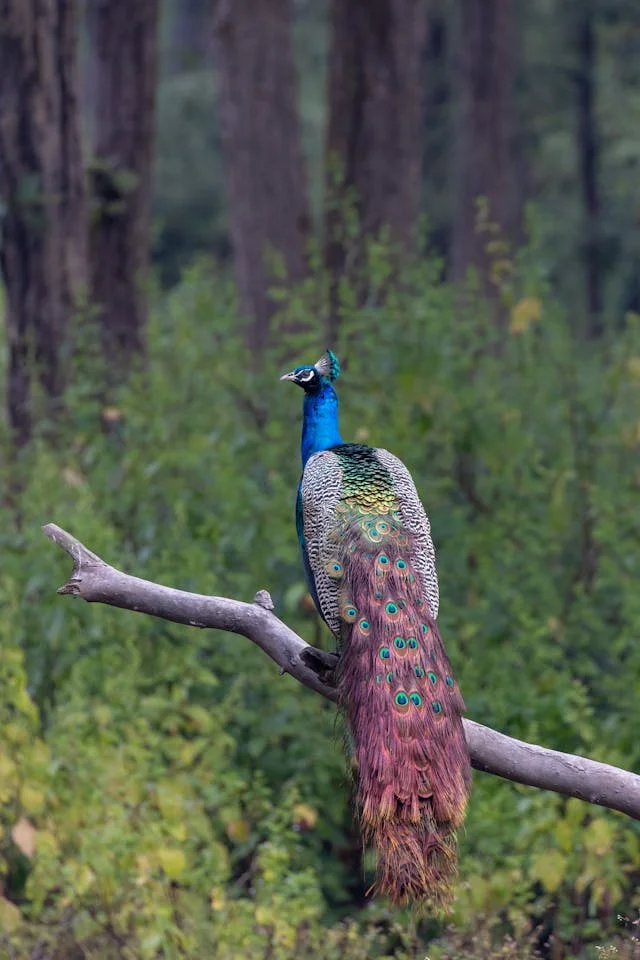 PEACOCK BRID