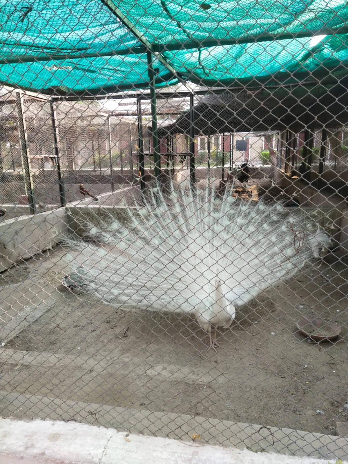 PEACOCK BRID