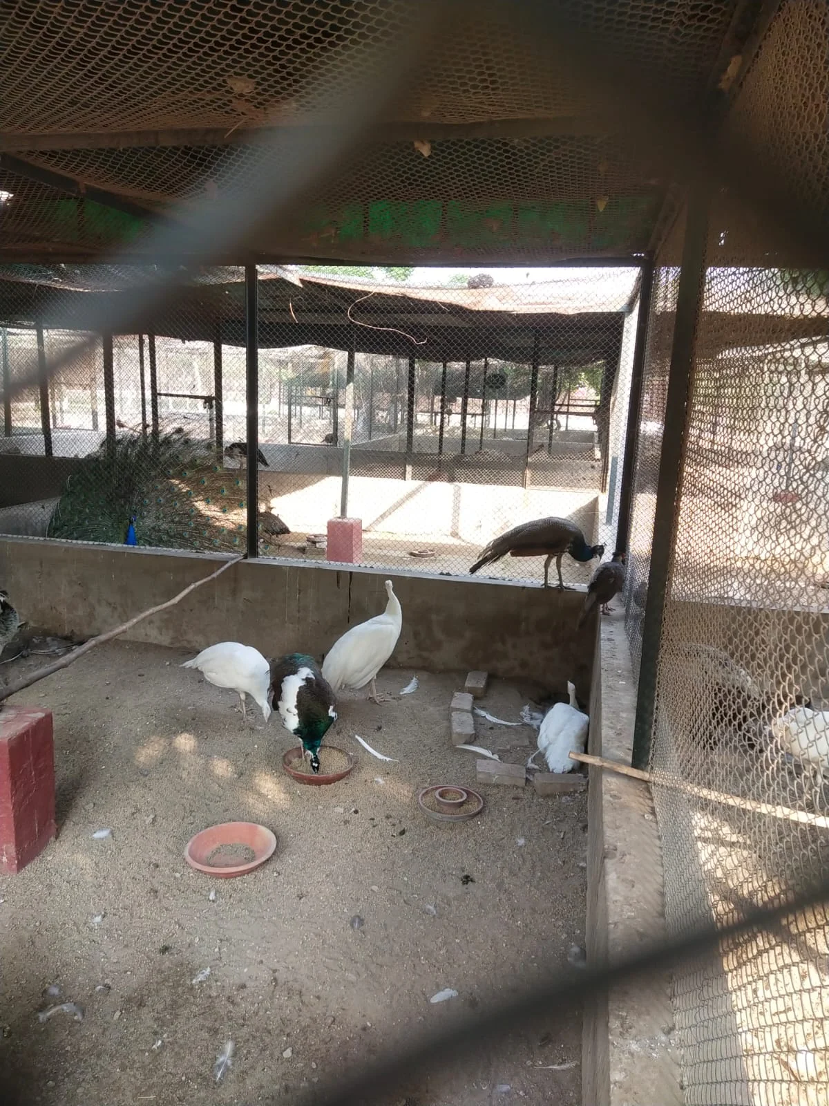 PEACOCK BRID