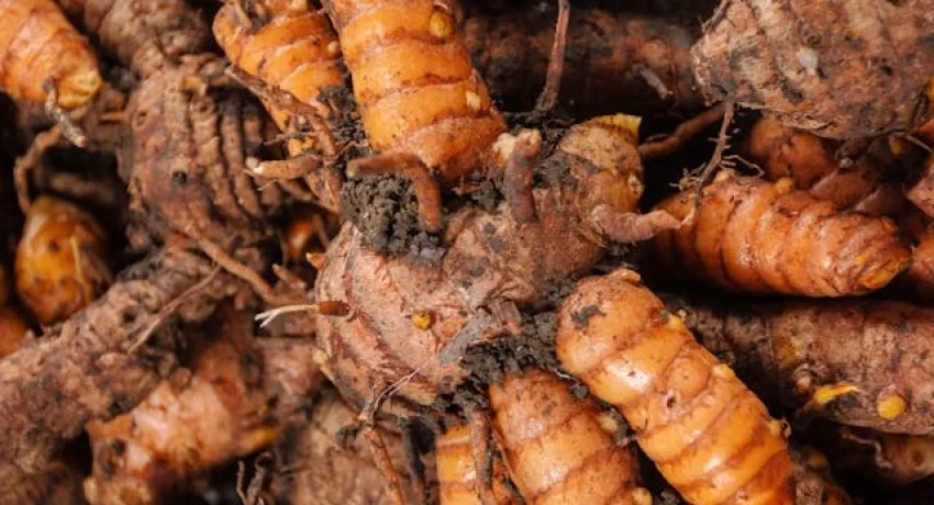 Curcumin benefits