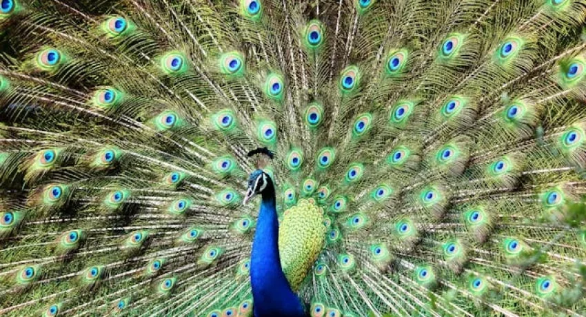 PEACOCK BRID